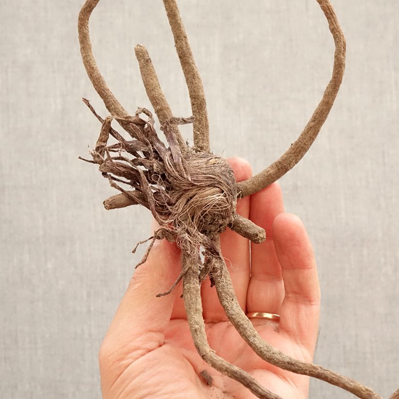 Amostra de Eremurus robustus - Lis des steppes Bulbo size I tal como entregue na primavera