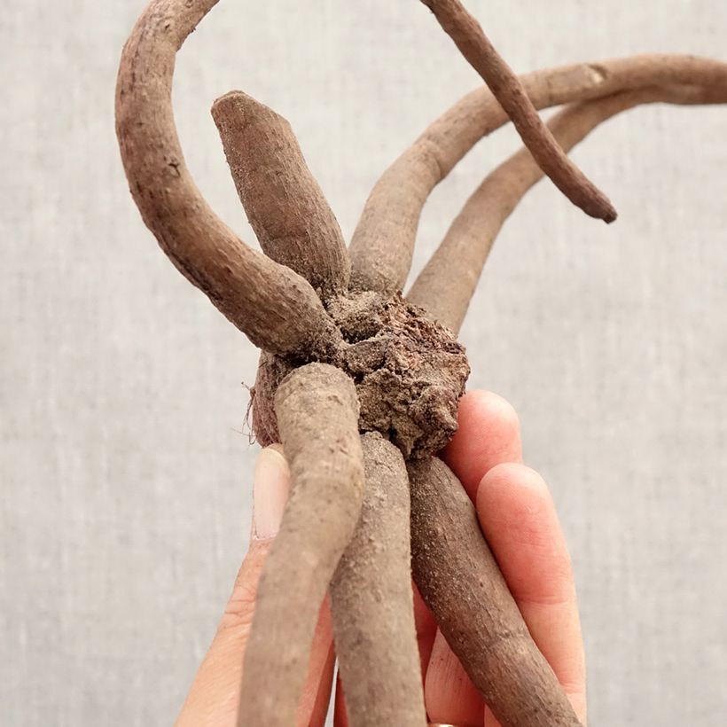 Amostra de Eremurus White Beauty Favourite Bulbo Calibre I tal como entregue na primavera