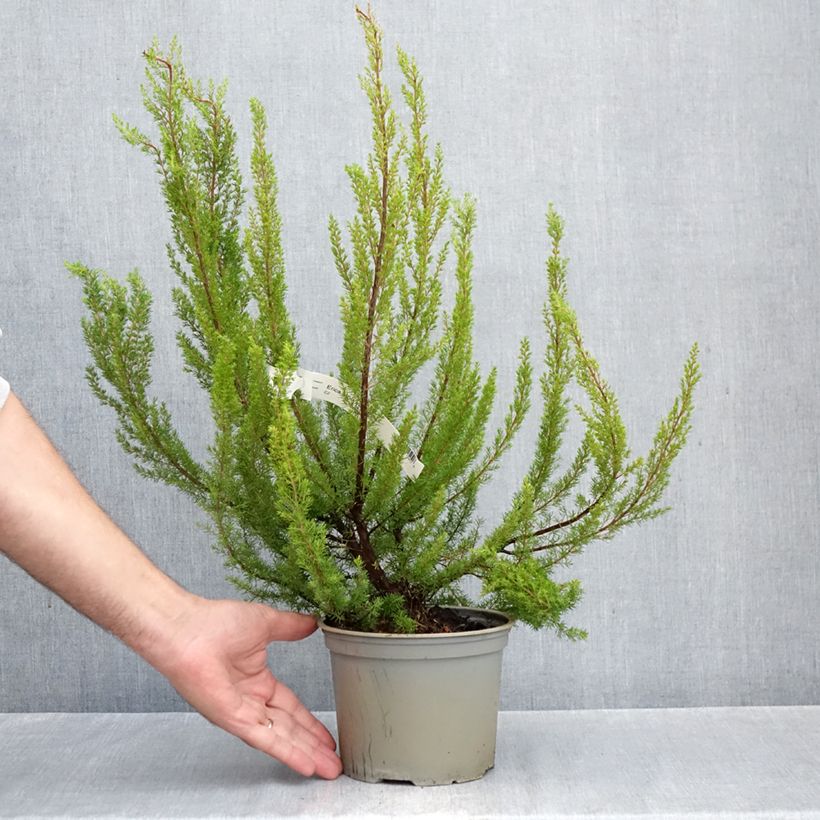 Amostra de Urze-branca Alpina - Erica arborea Vaso de 2 L/3 L tal como entregue no outono