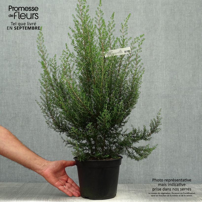 Amostra de Erica canaliculata - Urze-arbustiva-de-natal Vaso de 4 L/5 L tal como entregue no outono