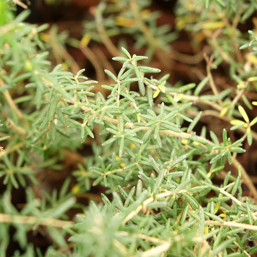 Erica canaliculata - Urze-arbustiva-de-natal (Folhagem)