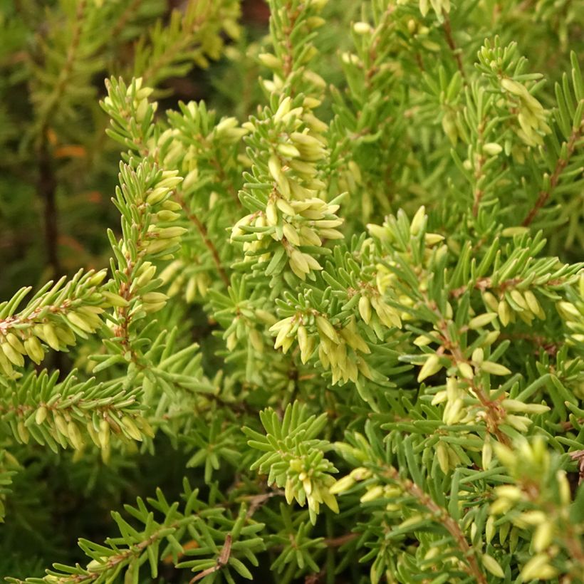 Urze de inverno Darley Dale - Erica darleyensis (Folhagem)