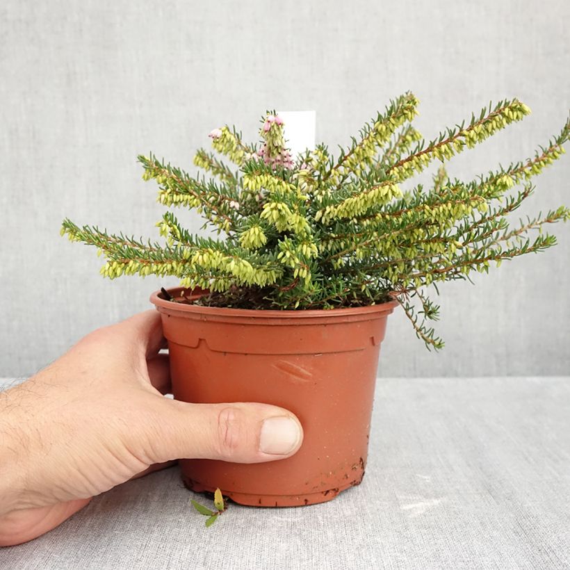 Amostra de Urze de inverno Darley Dale - Erica darleyensis Vaso de 1 L/1,5 L tal como entregue no outono