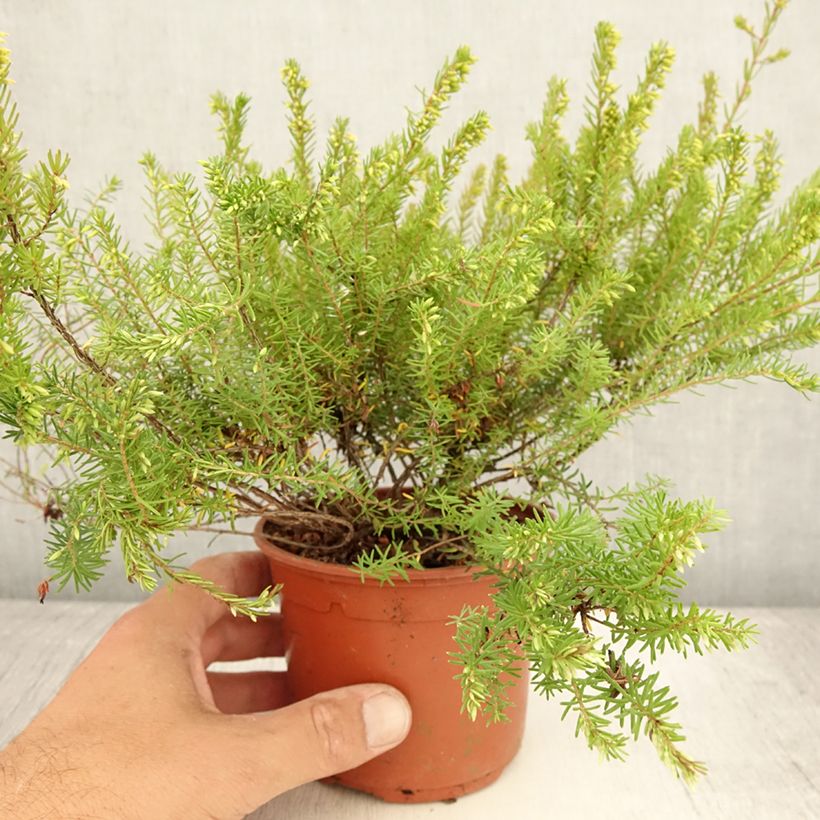 Amostra de Urze de inverno Darley Dale - Erica darleyensis Vaso de 1 L/1,5 L tal como entregue no verão
