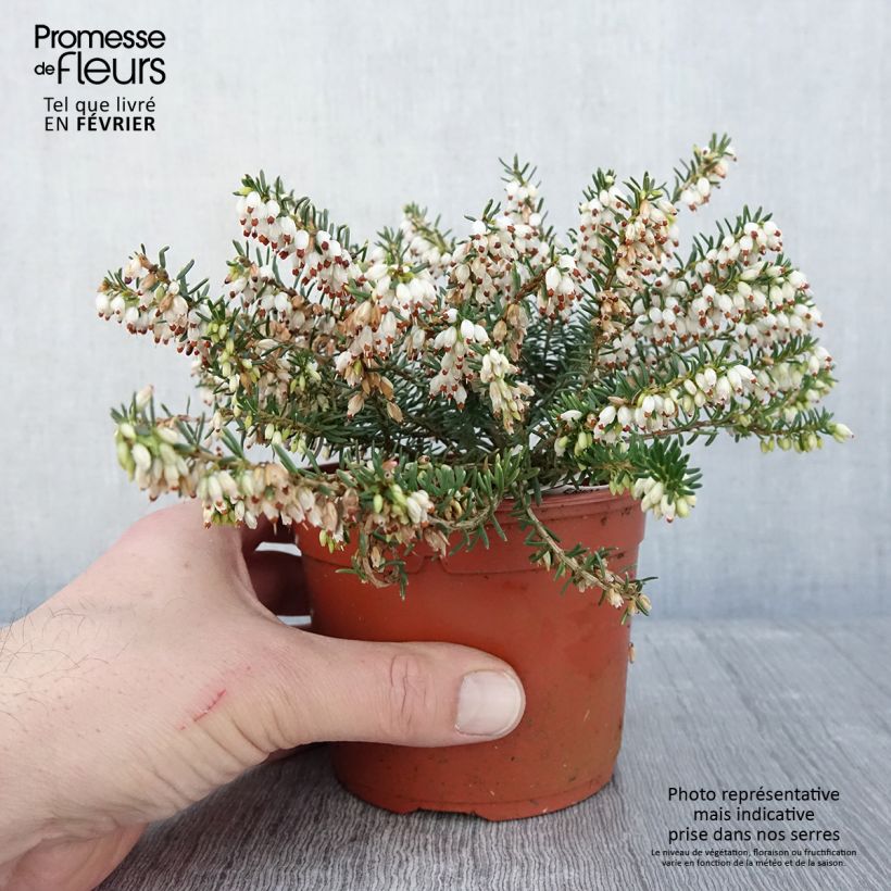 Amostra de Erica darleyensis Darley Dale - Bruyère d'hiver Vaso de 1 L/1,5 L tal como entregue no inverno