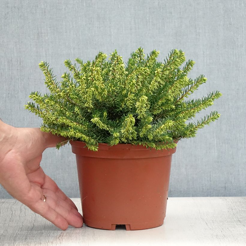 Amostra de Urze de inverno Darley Dale - Erica darleyensis Vaso de 2 L/3 L tal como entregue no verão