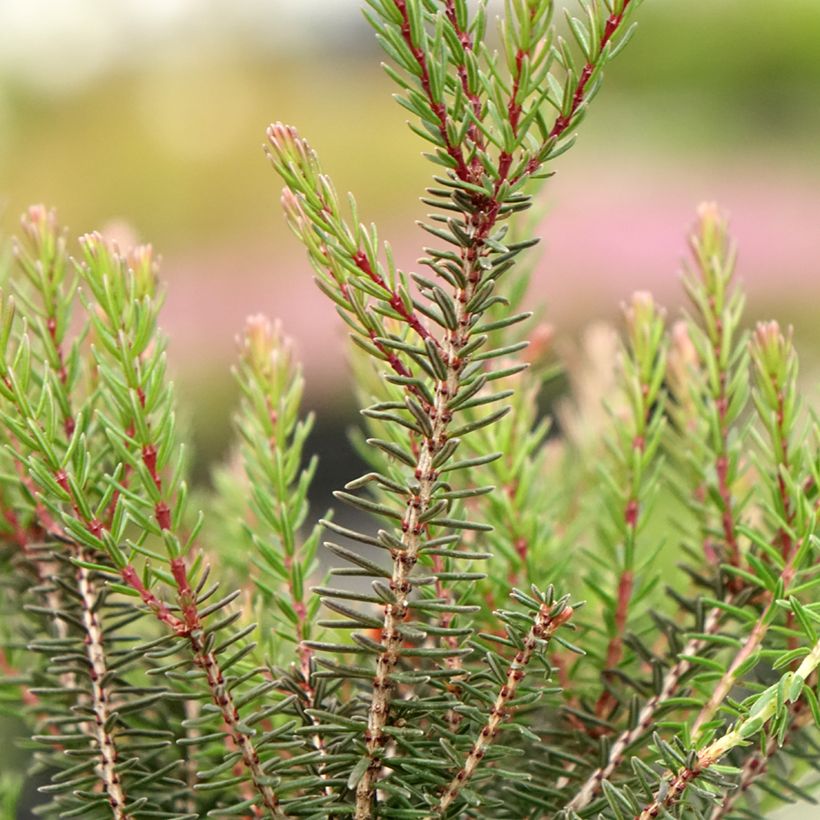 Urze de inverno Lea - Erica darleyensis (Folhagem)