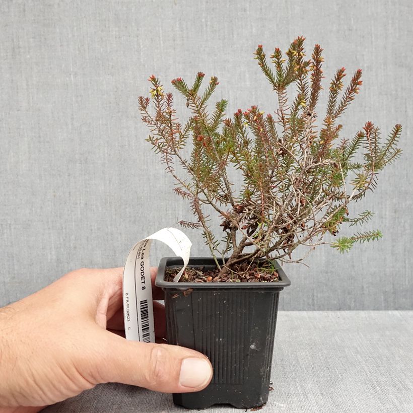 Amostra de Urze de inverno Lea - Erica darleyensis Vaso de 8/9 cm tal como entregue no outono