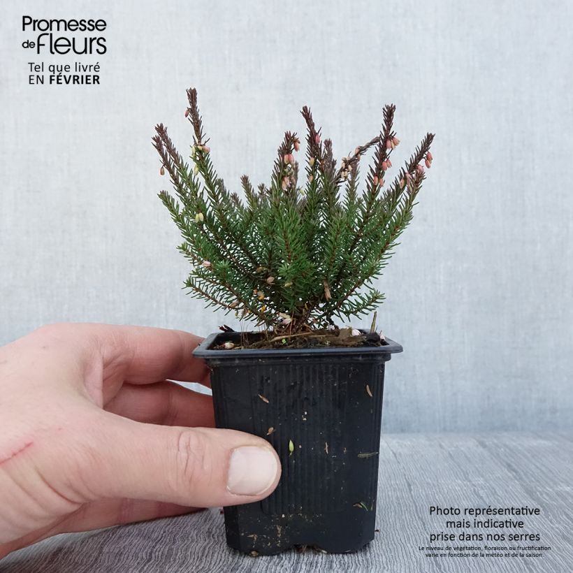 Amostra de Erica darleyensis Lea - Bruyère d'hiver Vaso de 8/9 cm tal como entregue no inverno