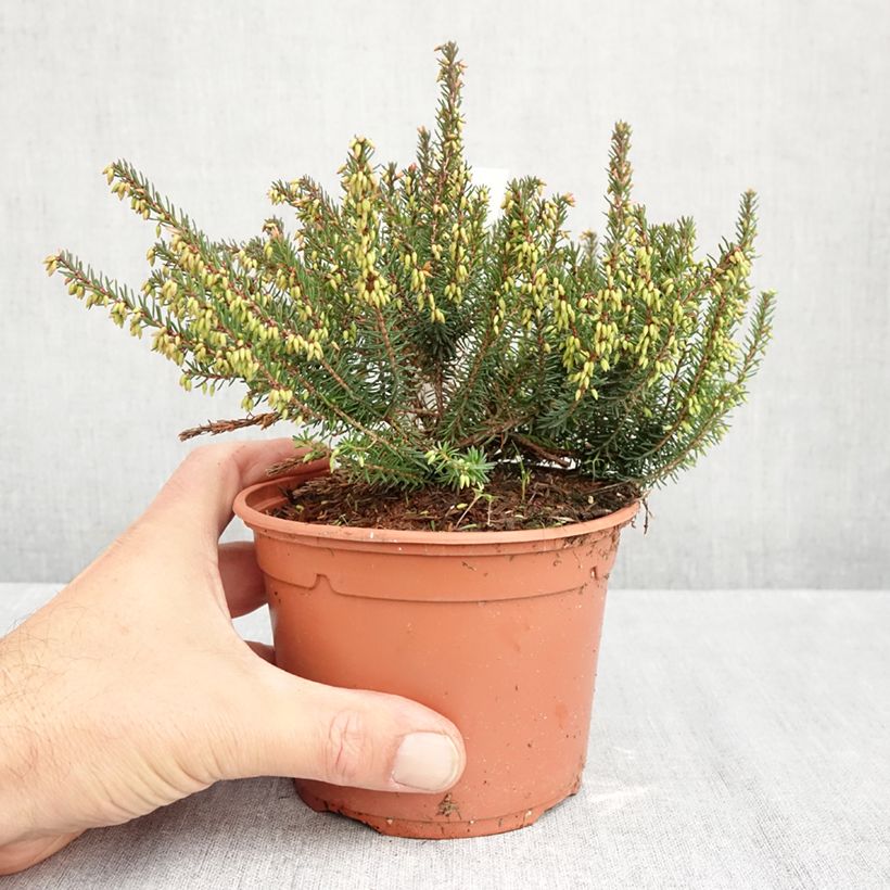 Amostra de Urze de inverno Lea - Erica darleyensis Vaso de 1 L/1,5 L tal como entregue no outono