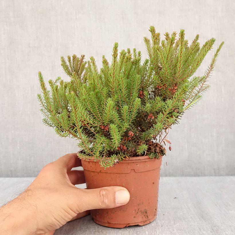 Amostra de Urze de inverno Lea - Erica darleyensis Vaso de 1 L/1,5 L tal como entregue no verão
