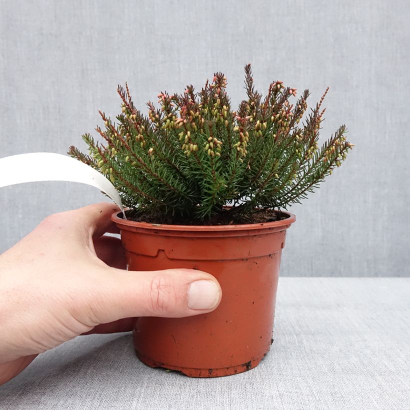 Amostra de Erica darleyensis Lea - Bruyère d'hiver Vaso de 1 L/1,5 L tal como entregue no inverno