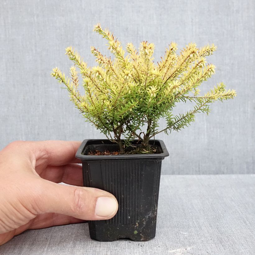 Amostra de Urze de inverno Marie Helen - Erica darleyensis Vaso de 8/9 cm tal como entregue no outono