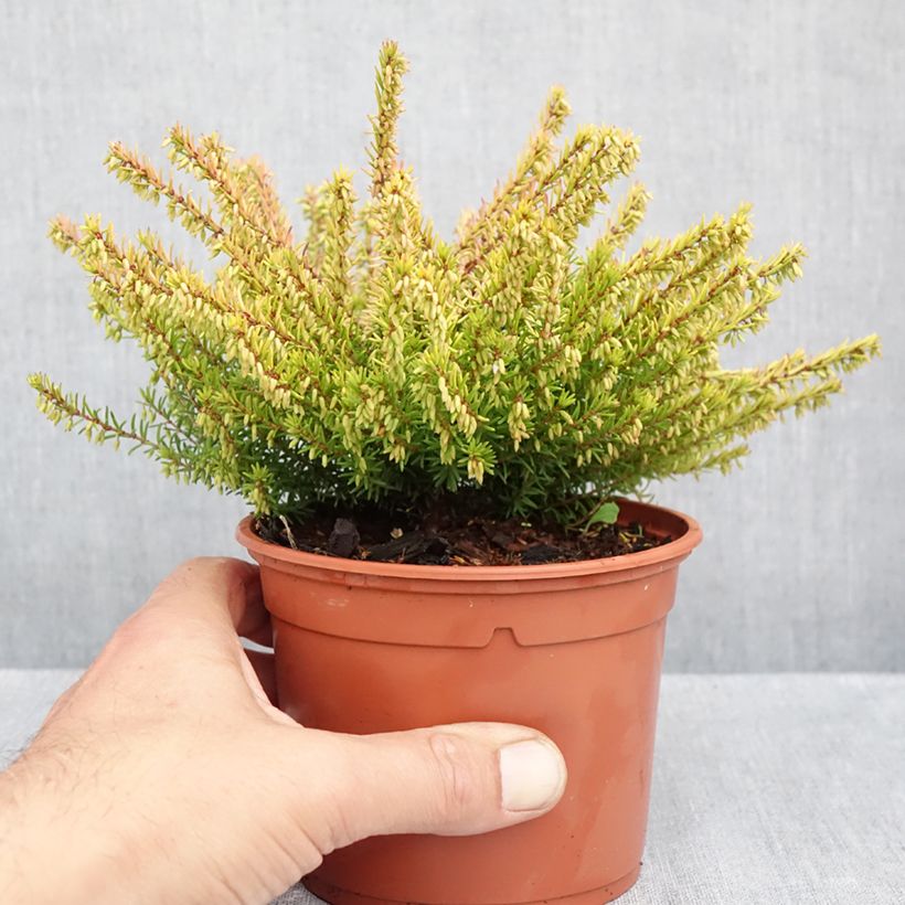 Amostra de Urze de inverno Marie Helen - Erica darleyensis Vaso de 1 L/1,5 L tal como entregue no outono