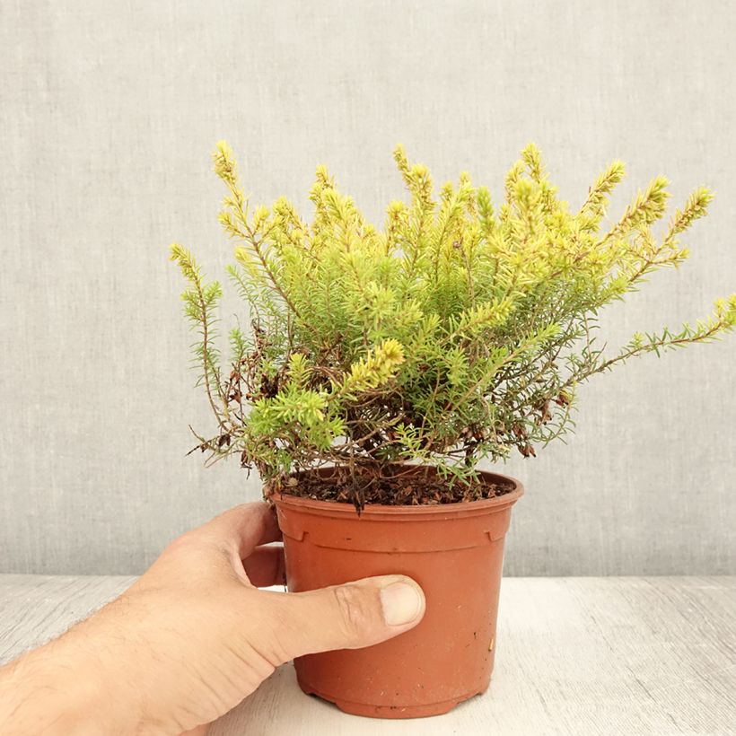 Amostra de Urze de inverno Marie Helen - Erica darleyensis Vaso de 1 L/1,5 L tal como entregue no verão