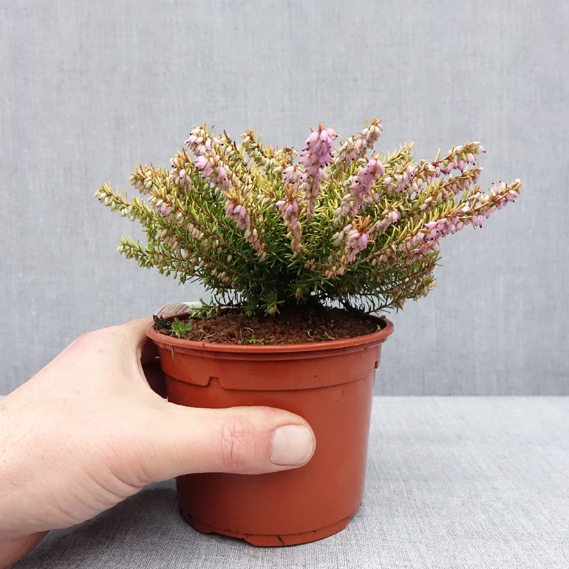 Amostra de Erica darleyensis Marie Helen - Bruyère d'hiver Vaso de 1 L/1,5 L tal como entregue no inverno
