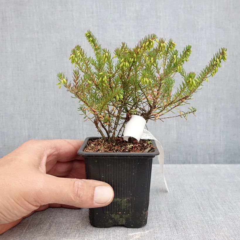 Amostra de Urze de inverno Tyann - Erica darleyensis Vaso de 8/9 cm tal como entregue no outono