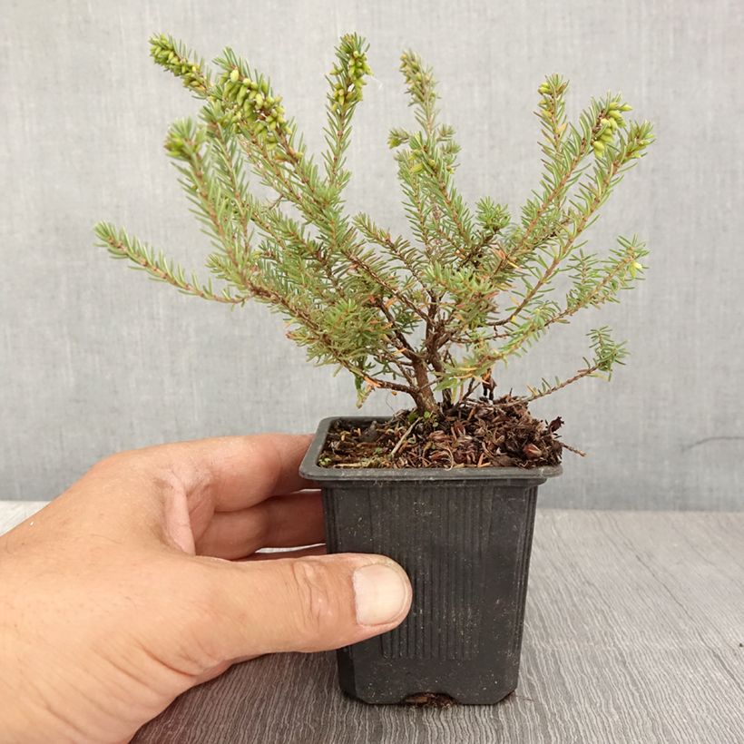 Amostra de Urze de inverno Tyann - Erica darleyensis Vaso de 8/9 cm tal como entregue no verão