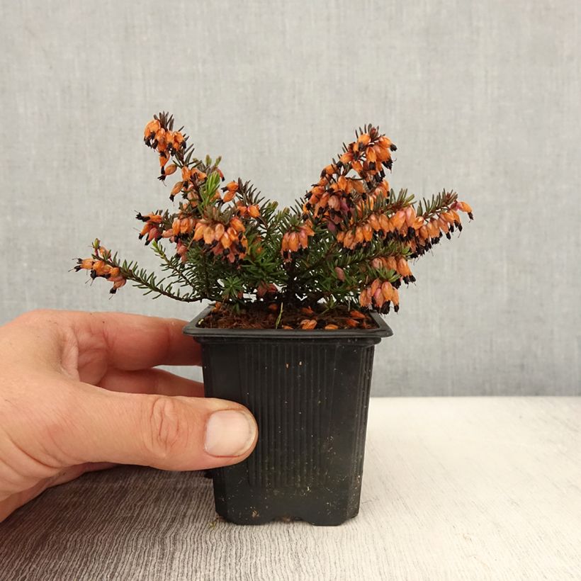 Amostra de Urze de inverno Tyann - Erica darleyensis Vaso de 8/9 cm tal como entregue na primavera