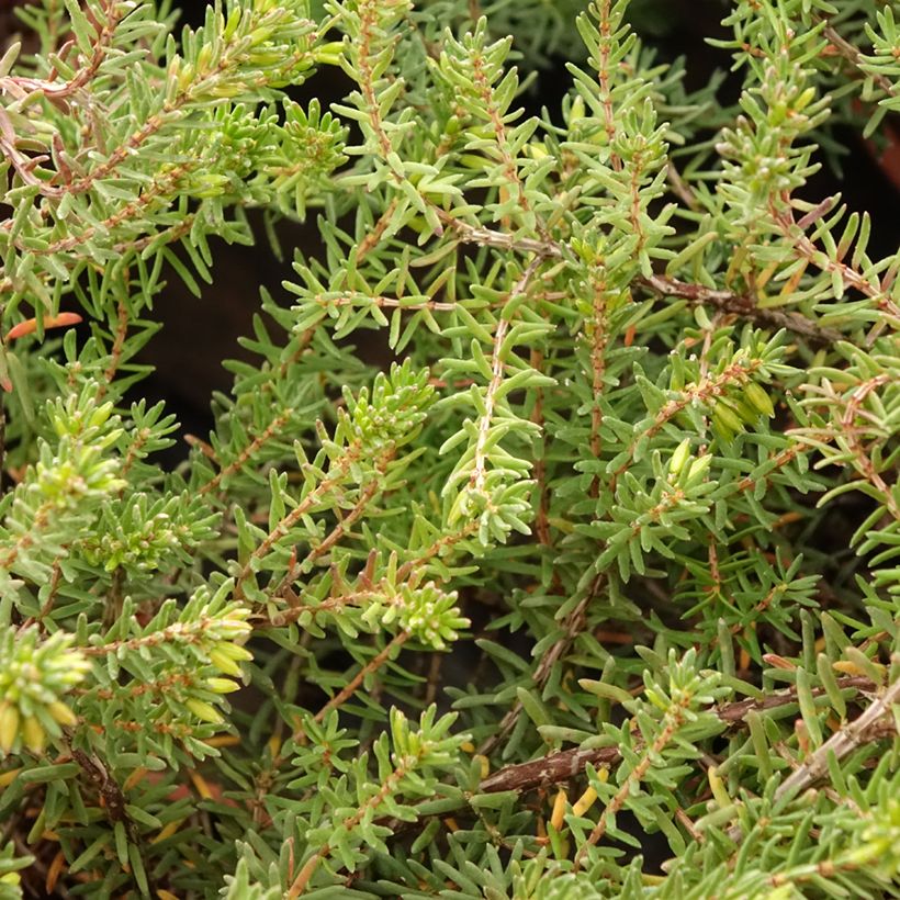 Urze de inverno Tyann - Erica darleyensis (Folhagem)