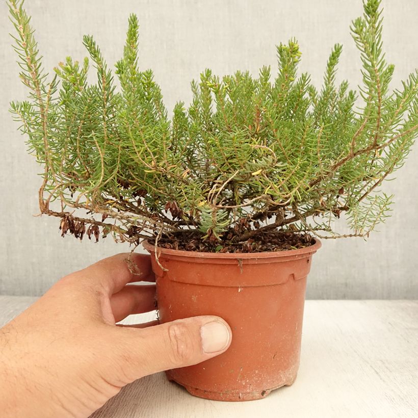 Amostra de Urze de inverno Tyann - Erica darleyensis Vaso de 1 L/1,5 L tal como entregue no verão