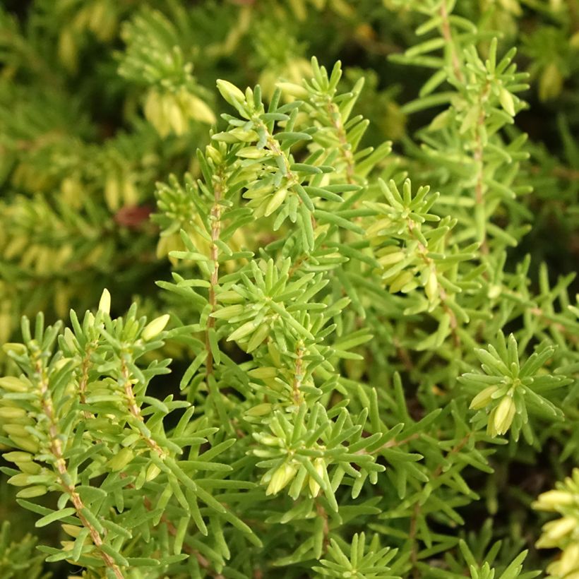 Urze de inverno White Glow - Erica darleyensis (Folhagem)