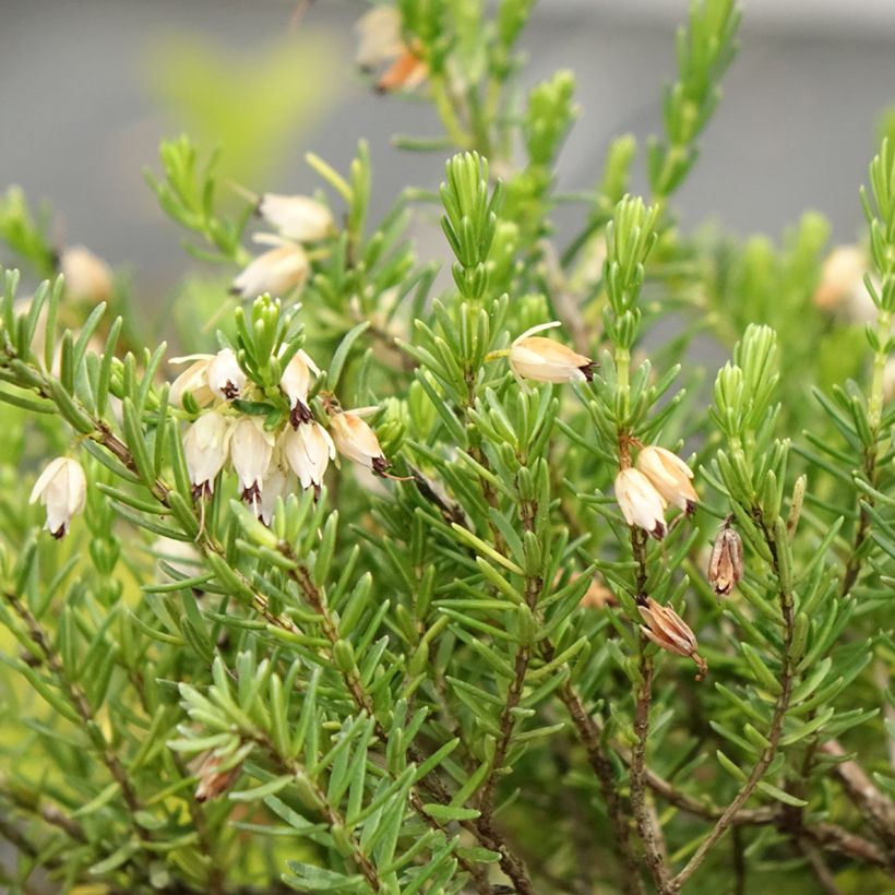 Urze de inverno White Glow - Erica darleyensis (Floração)