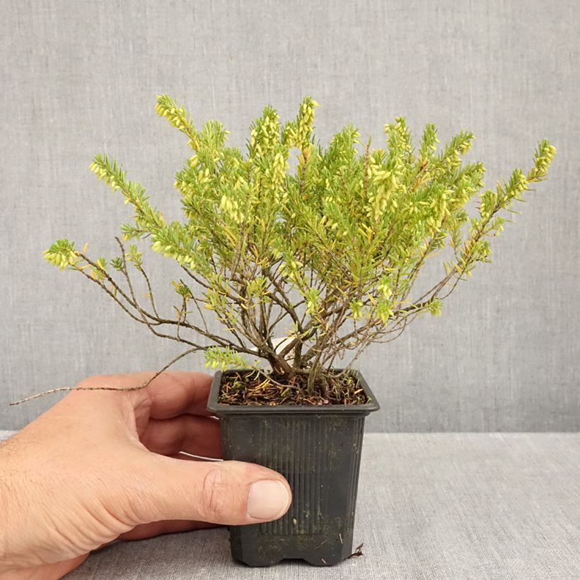 Amostra de Urze de inverno White Glow - Erica darleyensis Vaso de 8/9 cm tal como entregue no outono