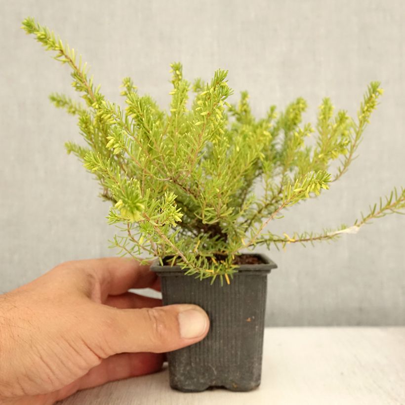 Amostra de Urze de inverno White Glow - Erica darleyensis Vaso de 8/9 cm tal como entregue no verão