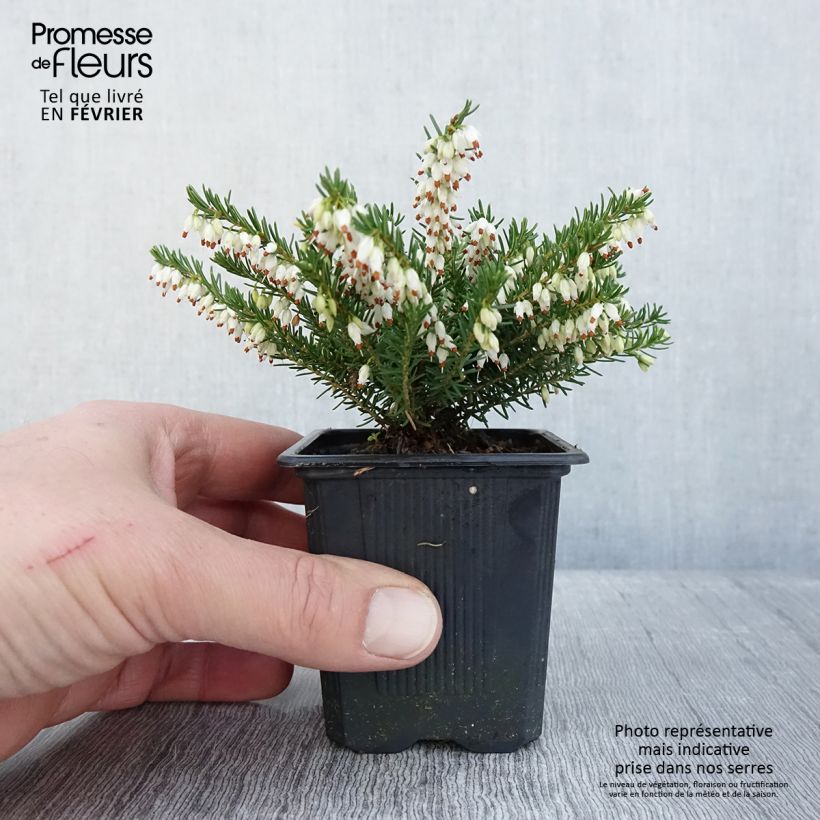 Amostra de Urze de inverno White Glow - Erica darleyensis Vaso de 8/9 cm tal como entregue no inverno