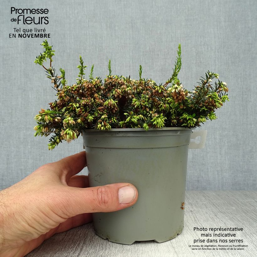 Amostra de Urze de inverno White Perfection - Erica darleyensis Vaso de 8/9 cm tal como entregue no outono