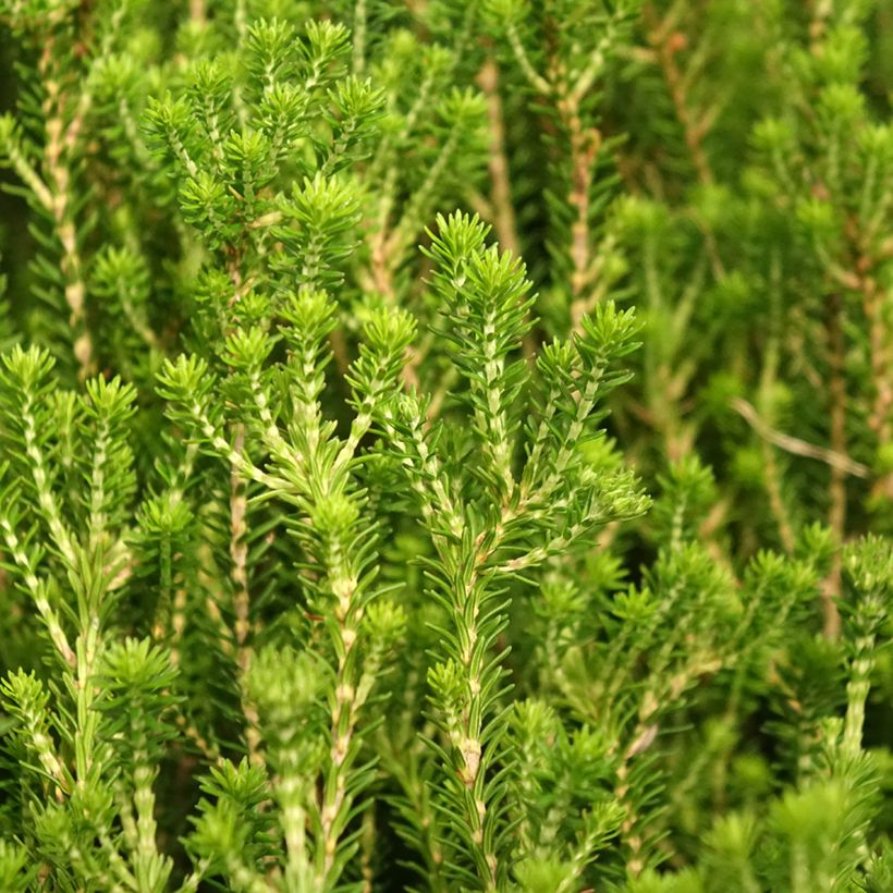 Erica terminalis - Urze-da-córsega (Folhagem)