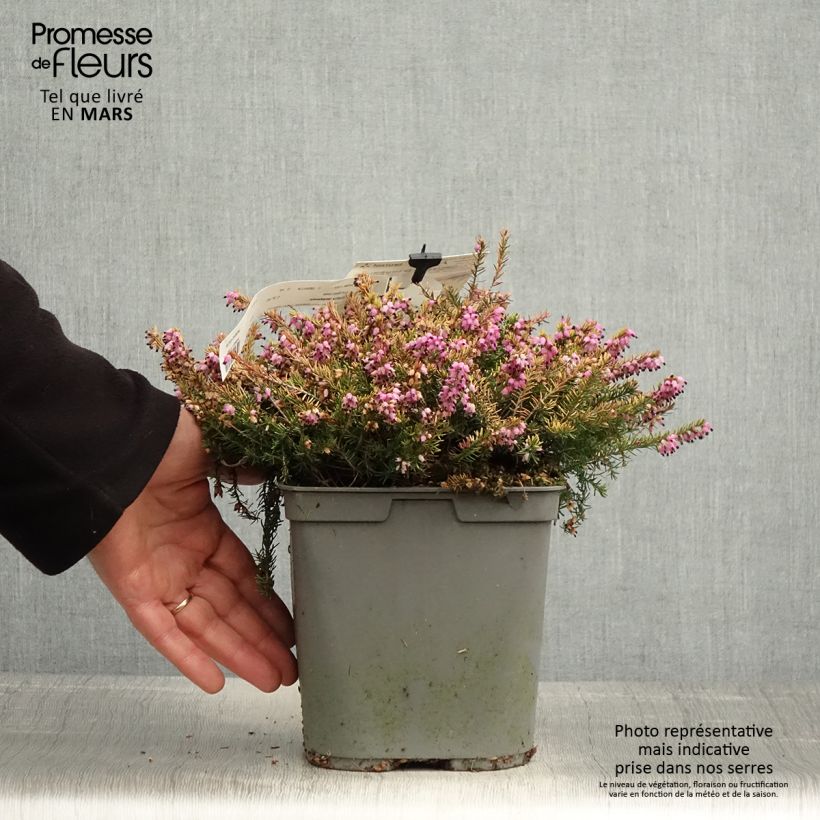 Amostra de Urze de inverno Eva Gold - Erica darleyensis Vaso de 3 L/4 L tal como entregue na primavera