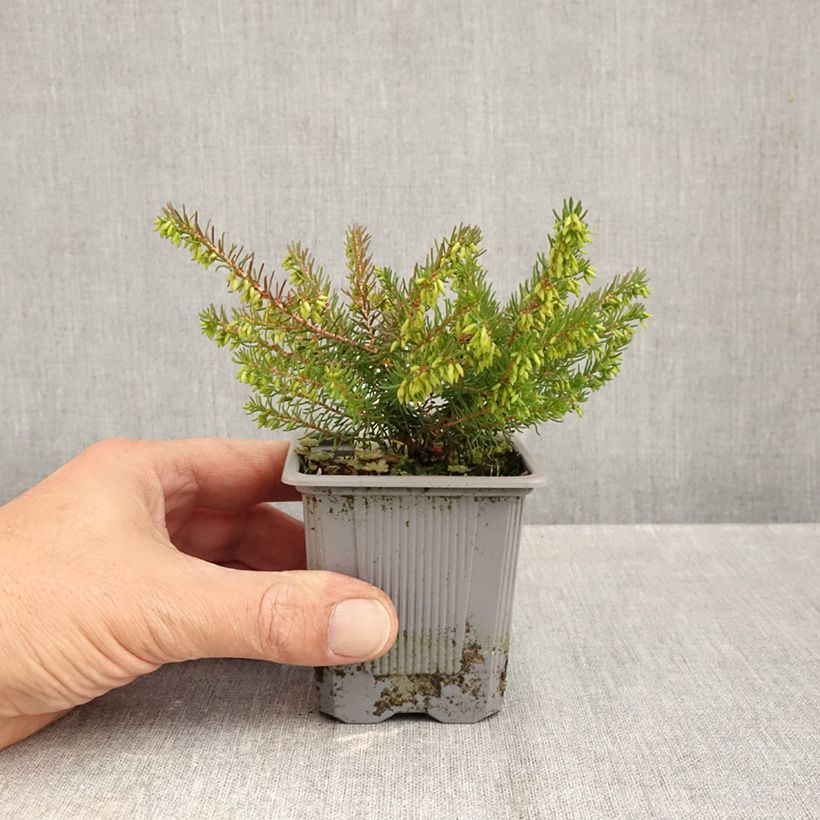 Amostra de Urze de inverno Spring Surprise - Erica darleyensis Vaso de 8/9 cm tal como entregue no outono