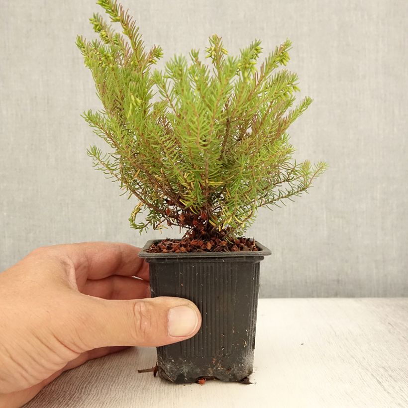Amostra de Urze de inverno Spring Surprise - Erica darleyensis Vaso de 8/9 cm tal como entregue no verão