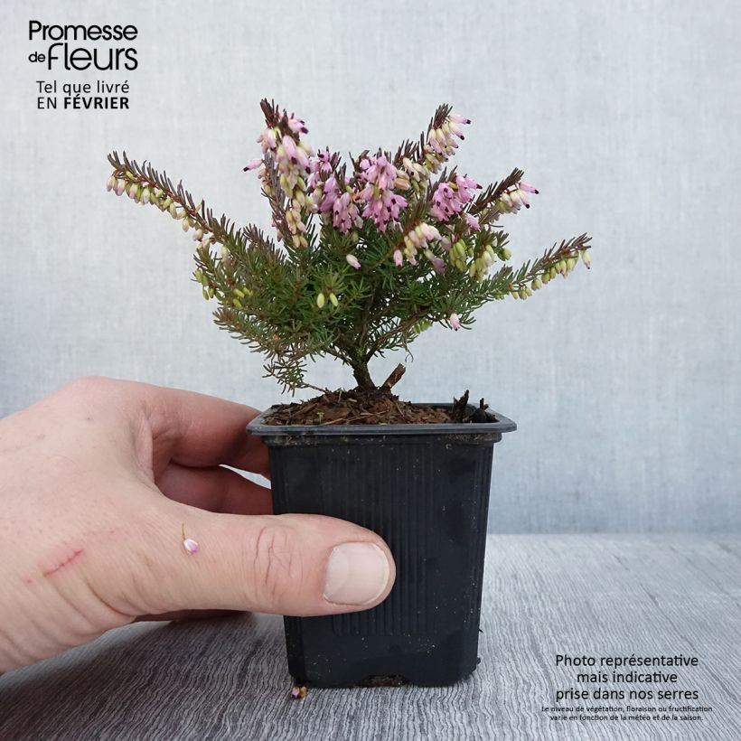 Amostra de Urze de inverno Spring Surprise - Erica darleyensis Vaso de 8/9 cm tal como entregue no inverno