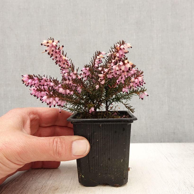 Amostra de Urze de inverno Spring Surprise - Erica darleyensis Vaso de 8/9 cm tal como entregue na primavera