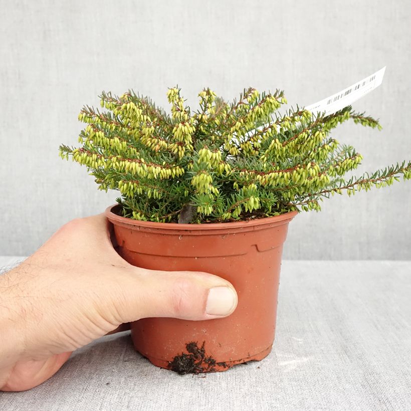 Amostra de Urze de inverno Spring Surprise - Erica darleyensis Vaso de 1 L/1,5 L tal como entregue no outono