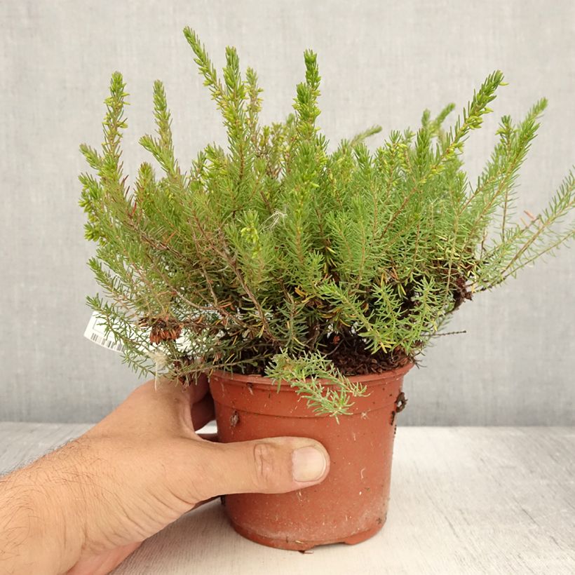 Amostra de Urze de inverno Spring Surprise - Erica darleyensis Vaso de 1 L/1,5 L tal como entregue no verão