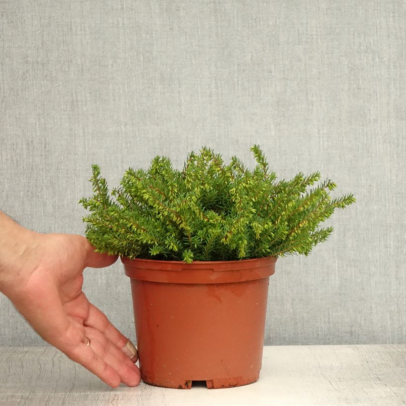 Amostra de Urze de inverno Spring Surprise - Erica darleyensis Vaso de 2 L/3 L tal como entregue no verão