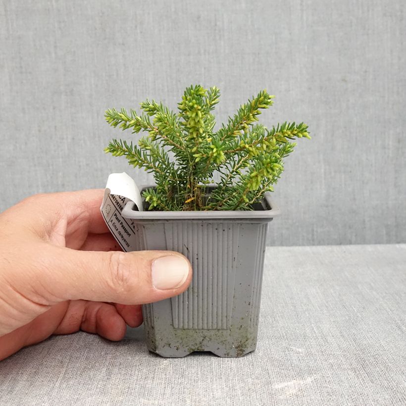 Amostra de Urze de inverno Winter Belles Katia - Erica darleyensis Vaso de 8/9 cm tal como entregue no outono