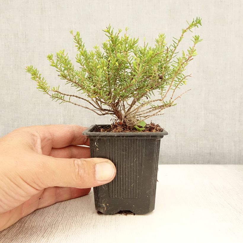 Amostra de Urze de inverno Winter Belles Katia - Erica darleyensis Vaso de 8/9 cm tal como entregue no verão