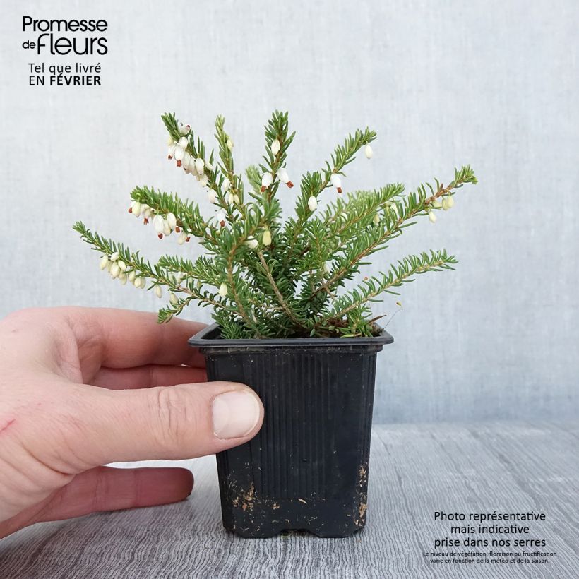 Amostra de Erica x darleyensis Winter Belles Katia - Bruyère d'hiver Vaso de 8/9 cm tal como entregue no inverno