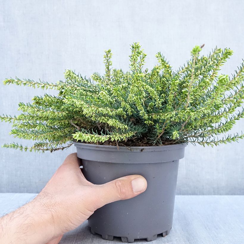 Amostra de Urze de inverno Winter Belles Katia - Erica darleyensis Vaso de 2 L/3 L tal como entregue no outono
