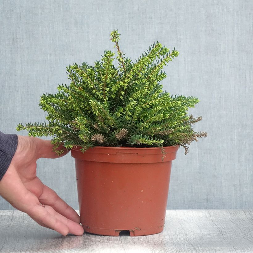 Amostra de Urze de inverno Winter Belles Katia - Erica darleyensis Vaso de 2 L/3 L tal como entregue no verão