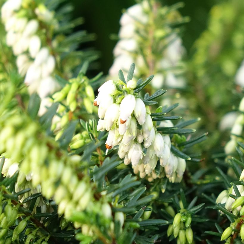 Urze de inverno Winter Belles Katia - Erica darleyensis (Floração)