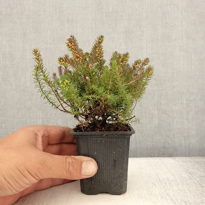 Amostra de Urze de inverno Winter Belles Phoebe - Erica darleyensis Vaso de 8/9 cm tal como entregue no verão