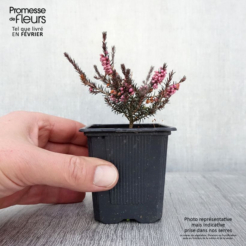 Amostra de Erica x darleyensis Winter Belles Phoebe, bruyère d'hiver Vaso de 8/9 cm tal como entregue no inverno