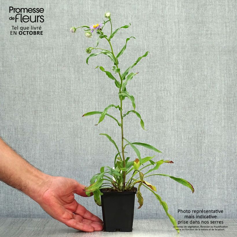 Amostra de Erigeron speciosus Azure Beauty Vaso de 8/9 cm tal como entregue no outono