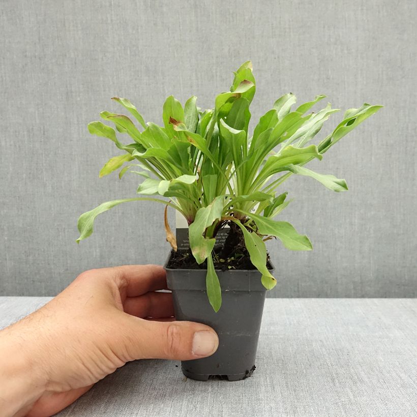 Amostra de Erigeron Dignity Vaso de 8/9 cm tal como entregue na primavera